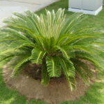 Dịch Vụ Trị Bệnh Cây Thiên Tuế Tại Bình Dương & TP.HCM – Sài Gòn Tân Tiến