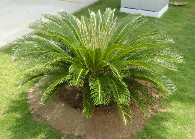 Cách Trị Bệnh Thối Đọt Ở Cây Thiên Tuế Hiệu Quả – Hướng Dẫn Từ Cây Xanh Sài Gòn Tân Tiến